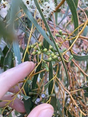 Eucalyptus loxophleba supralaevis