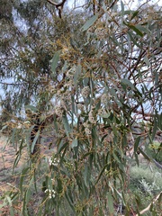 Eucalyptus loxophleba supralaevis