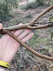 Eucalyptus loxophleba supralaevis