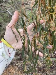 Eucalyptus loxophleba supralaevis