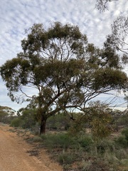 Eucalyptus loxophleba supralaevis