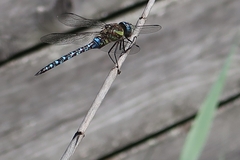 Aeshna mixta