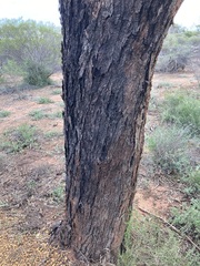 Eucalyptus loxophleba supralaevis