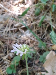 Knautia nevadensis