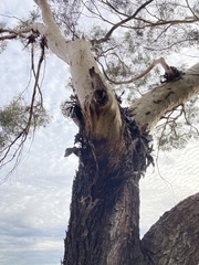 Eucalyptus loxophleba supralaevis