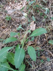 Knautia nevadensis