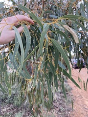 Eucalyptus loxophleba supralaevis