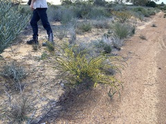 Acacia leptospermoides obovata