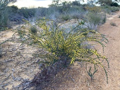Acacia leptospermoides obovata