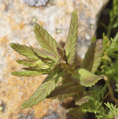 Rhinanthus glacialis