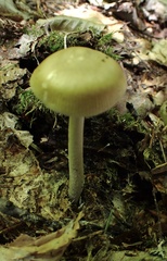 Amanita mortenii