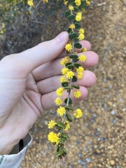Acacia leptospermoides obovata