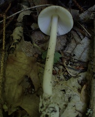 Amanita mortenii