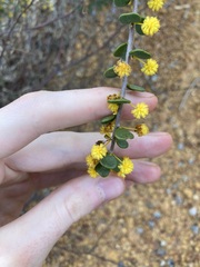 Acacia leptospermoides obovata
