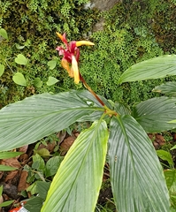 Cautleya spicata