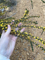 Acacia leptospermoides obovata