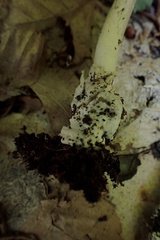 Amanita mortenii