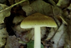 Amanita mortenii