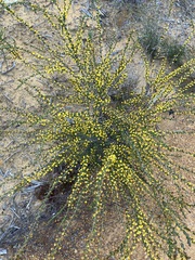 Acacia leptospermoides obovata