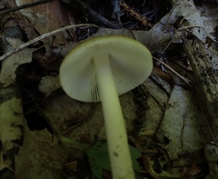 Amanita mortenii