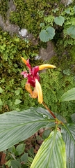 Cautleya spicata