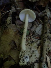 Amanita mortenii