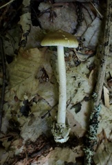 Amanita mortenii