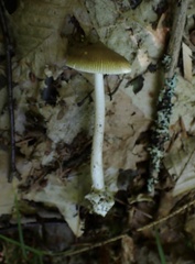 Amanita mortenii