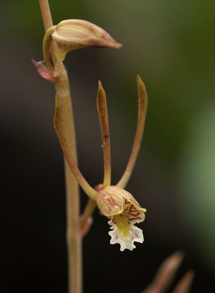 Mohecan Harlequin
