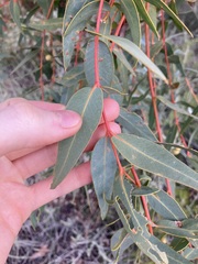 Eucalyptus eudesmioides