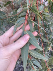 Eucalyptus eudesmioides