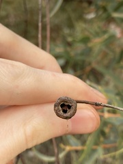 Eucalyptus eudesmioides