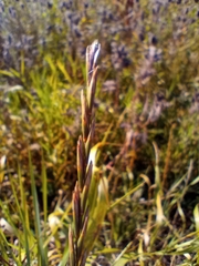 Elymus repens