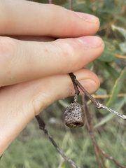 Eucalyptus eudesmioides