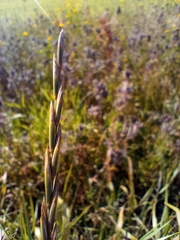 Elymus repens