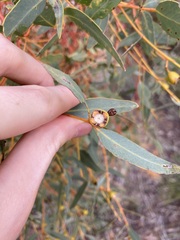 Eucalyptus eudesmioides