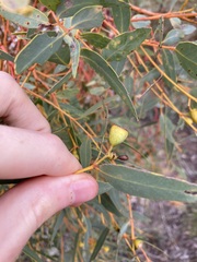 Eucalyptus eudesmioides