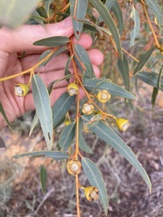 Eucalyptus eudesmioides
