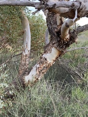 Eucalyptus eudesmioides