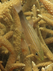 Cheilodipterus artus