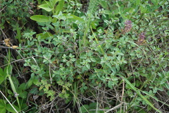 Ziziphora clinopodioides