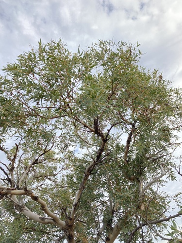 Image of Eucalyptus eudesmioides by (c) Thomas Mesaglio, some rights reserved (CC BY)