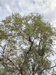 Eucalyptus eudesmioides