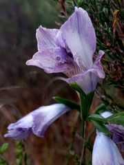 Gladiolus gracilis