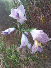 Gladiolus gracilis