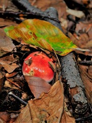 Russula