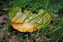 Fungi