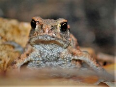 Bufo bufo