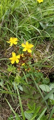 Hypericum elodeoides