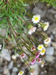 Erigeron morrisonensis fukuyamae